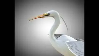 3D Model Egret PBR Bird Rigged Low poly at 3DExport.com