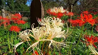 Local Forest Museum: A spectacular view of red spider lilies, even in Tokyo!