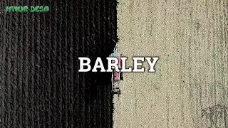 AMAZING BARLEY PRODUCTION - Planting & Harvesting With Agriculture Modern Technology