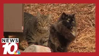 Организация Neighborhood Cats Network круглый год кормит и ухаживает за кошками.