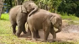 A Day with Twin Baby Elephants