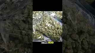 How I Started Selling Weed As A Teen