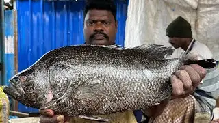KASIMEDU🔥 SPEED SELVAM | HUGE SEA BASS FISH CUTTING VIDEO | 4K VIDEO | CS FISH CUTTING