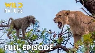 Kenya (Full Episode) | Greatest Fights In The Predator Kingdom | nature documentary