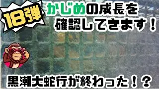 【カジメ成長中！！令和7年8月31日】久しぶりにカジメの成長を確認してきた！！