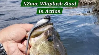 XZone Whiplash Shad in Action