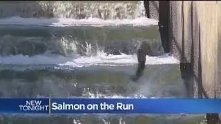 Salmon Ladders Open For Beginning Of Spawning Season