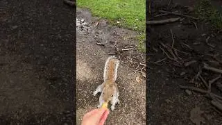 I get to feed a squirrel in London! 🐿️ #squirrel #travel #london #park #tgif