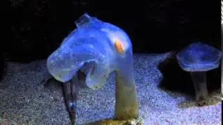アクアマリンふくしま オオグチボヤ動画