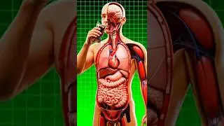Coca-Cola Explained: Energy Rush, Sugar Spike & The Crash #usa #shortsfeed
