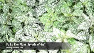 Polka Dot Plant 'Splash White'