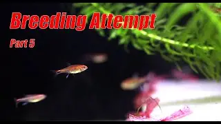 Ruby Tetra Breeding Attempt- Misapplication of the online tutorial?