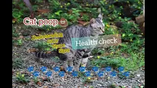 Is your cat's poop healthy?? Understanding cat's stool color, shape and signs.