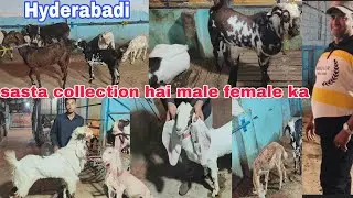 Sasta collection hai aaj Mr Nizam goat farm per Hyderabadi..Rajasthani male female available in hy