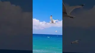 Art Maestro Cinematic Short Dynamic Film Free Shoot PRO-SX Action Technology