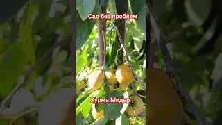 Хурма Мидер