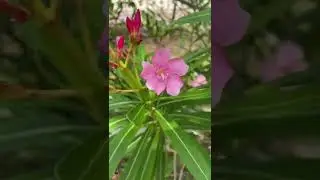 Nerium oleander #shorts
