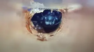 Resin Bees - inside their nest