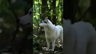 A white husky living its wild forest dream 🤍🌲#WhiteHusky #HuskyOfInstagram #DogsOfUSA