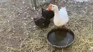 Boss of the Flock