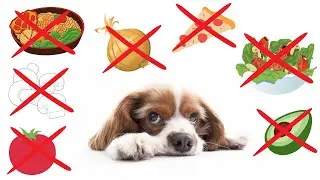 14 Foods That Will Kill Your Dogs