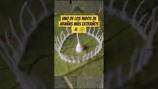 El nido de ara&ntilde;a m&aacute;s extra&ntilde;o del mundo #silkhenge #ara&ntilde;as #aracnidos #insectos #animal #animales