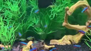 Cardinal Tetras w Kubotai Rasboras and Corys feeding frenzy