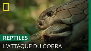 Un cobra engloutit un serpent-ratier de 3 m&egrave;tres