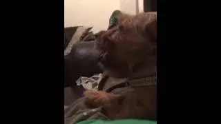 Nodding dog