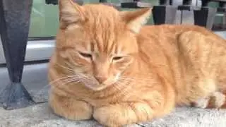 Magnifique Chat roux qui n'est pas bien r&eacute;veill&eacute;