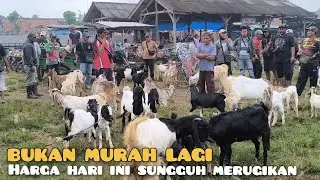Harga Kambing Hari ini turun ke titik paling rendah dalam setahun terakhir. di pasar Sukanegara 