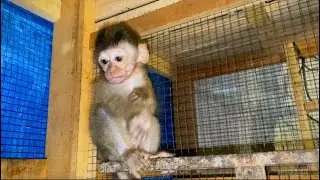 cute baby monkey can play back and forth from his room