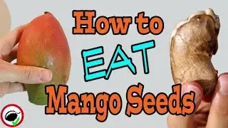 You can eat MANGO SEEDS - Weird Fruit Explorer Ep. 357