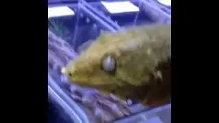 Bubba leapin leachies