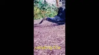 omg😚snake bite#viral loop live#entertainment❤️