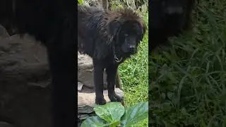 Bhotiya dog black Himalayan Dog Uttarakhand Wale #video2025