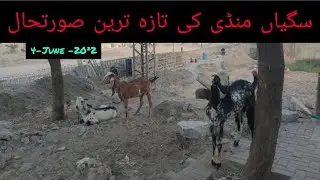 Sagiyan Mandi Lahore  | Latest Update 2022