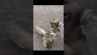 squirrel drinking water funny scene || comedy shorts #funny #viral #shorts