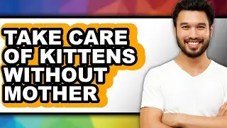 How To Take Care Of Kittens Without Mother - Easy Guide