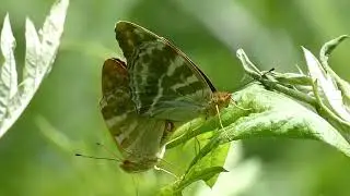 Mating Pair of Silver-washed Fritillary Butterflies in Emergency Takeoff 240fps