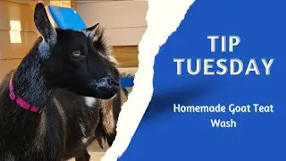 Tip Tuesday: Homemade Goat Teat Wash
