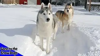Husky Playing in Snow !  Huskies in DEEP Snow