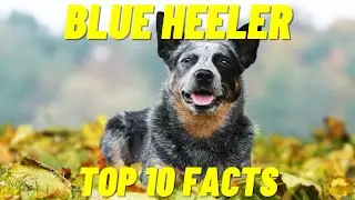 Blue Heeler - 10 Facts About The Australian Cattle Dog