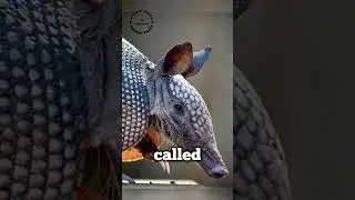 The Incredible Armadillo🦔 Lizard That Curls Up Into A Ball