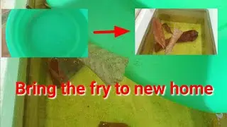 moving my betta fries to new home | kh fish keeper