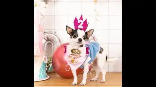 Dog Birthday Party Supplies（狗狗派对装饰）