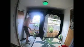 Chopping the Bubble Gum plants