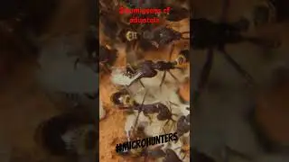 Horas despu&eacute;s de echar colembolos... Strumigenys cf adiastola