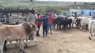 feira do gado em ARARA Paraíba (13/02/24)