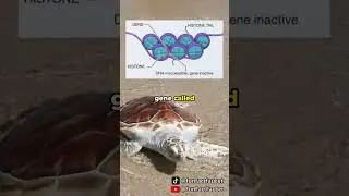 How Temperature Determines the Gender of a Turtle... #facts #shorts
